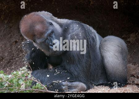 Un grande gorilla reclinato, silverback, Western Lowland, esplora i suoi dintorni allo zoo di Melbourne. Foto Stock