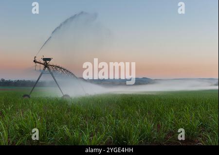 Un grande irrigatore automatico innaffia un grande paddock di giovani piante di canna da zucchero in un pittoresco tramonto di campagna. Foto Stock