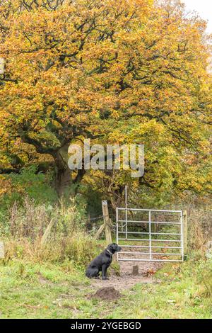 Un labrador retriever nero seduto vicino a un cancello a Baildon, Yorkshire. Sullo sfondo è presente un antico albero di quercia di colore autunnale. Foto Stock