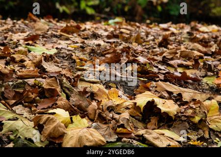 Autunno caduto (autunno) foglie a terra. Questo tappeto di foglie marcisce nel terreno e fornisce terreno fertile. Le foglie formano una pacciamatura naturale. Foto Stock