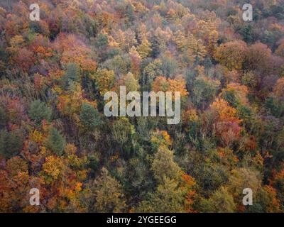 Immagine droni di alberi che mostrano la gamma completa di colori autunnali, ottobre 2024, Galles del Nord Foto Stock