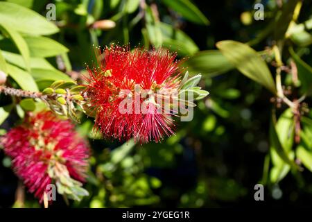 Bellissimo fiore rosso di boccale, Melaleuca Rugulosa. Foto Stock