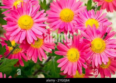 Chrysanthemum "Niva" Fiori rosa Fiori fioritura Fiori fioritura in fioritura Abloom, Crisantemi, Crisantemi, mamme Foto Stock