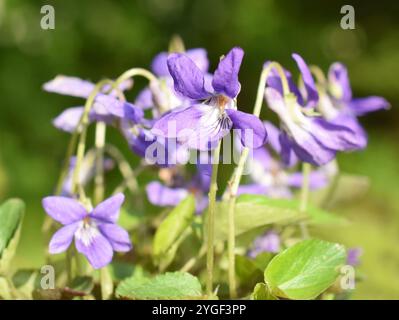 Viola riviniana fiori viola-cane che fioriscono in primavera Foto Stock