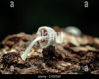 Foto macro di primi piani di delicati funghi bianchi traslucidi che crescono su un terreno boschivo scuro. Foto Stock