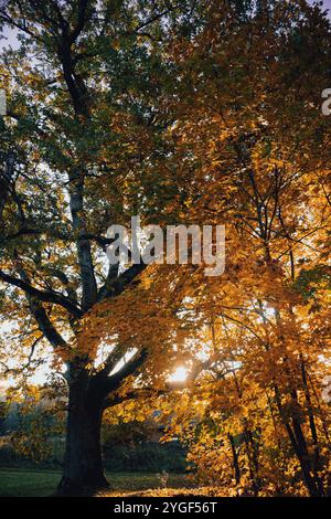 Una croccante mattina autunnale, con una maestosa quercia le cui foglie iniziano a colorarsi, proprio come le foglie sui rami degli alberi circostanti sono colorate. La m Foto Stock