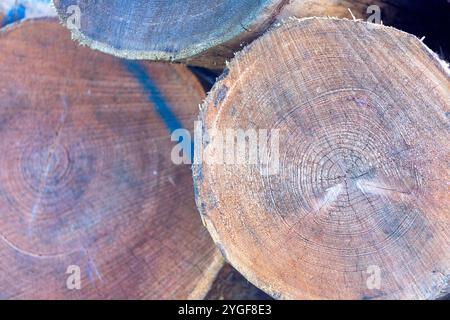 Molti tronchi di alberi segati si accumulano nella foresta. Foto di alta qualità Foto Stock