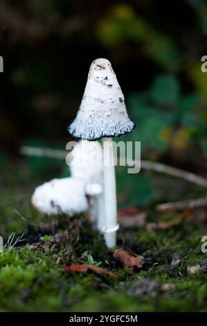 Primo piano di un fungo Shaggy Ink Cap (Coprinus comatus) in una lussureggiante foresta, circondato da muschio e copertura organica del terreno. Foto Stock