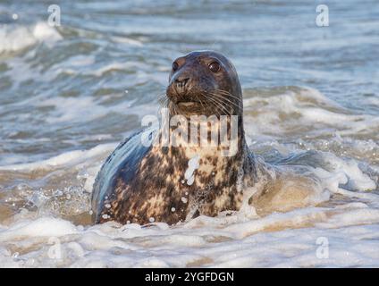 Un ritratto intimo di una foca grigia (Halichoerus grypus) che mostra dettagli di grandi occhi, narici e baffi specializzati per la caccia al pesce. Norfolk, Regno Unito Foto Stock