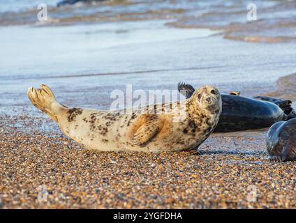 Un primo piano di un insolito sigillo grigio maculato di colore chiaro (Halichoerus grypus) a forma di banana sulla spiaggia di ciottoli a sulla costa del Norfolk. REGNO UNITO Foto Stock