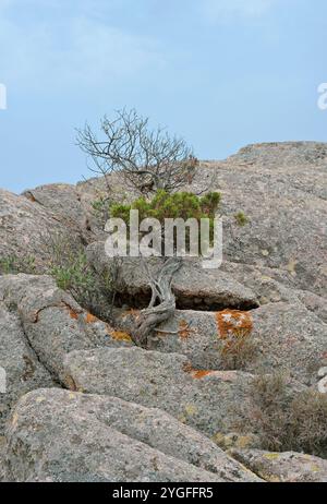 piccolo pino che cresce su rocce granitiche Foto Stock