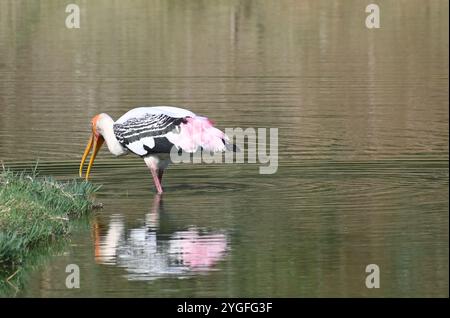 Una cicogna colorata e bella dipinta si muove nelle acque poco profonde di un lago Foto Stock