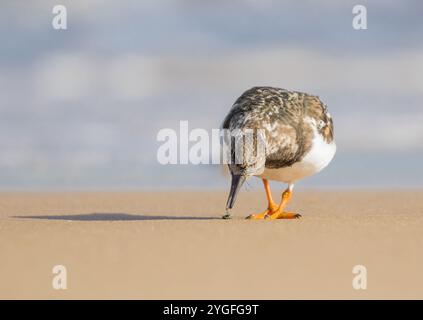 Foto dettagliata di un Turnstone (Arenaria interpres) in azione che ha trovato un succoso insetto per cena sulle sabbie dorate della Costa del Norfolk . REGNO UNITO Foto Stock