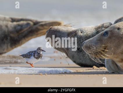 Colpo unico . "Sigillato". A Turnstone ( Arenaria interpreta) in cerca di cibo tra le foche grigie sulla costa del Norfolk, Regno Unito Foto Stock