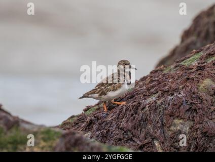 Un'agili Turnstone ( Arenaria interpreta) alla ricerca di insetti e crostacei sulle rocce ricoperte di alghe marine lungo la costa del Norfolk, Regno Unito. Foto Stock