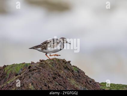 Un'agili Turnstone ( Arenaria interpreta) alla ricerca di insetti e crostacei sulle rocce ricoperte di alghe marine lungo la costa del Norfolk, Regno Unito. Foto Stock