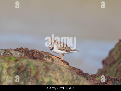 Un'agili Turnstone ( Arenaria interpreta) alla ricerca di insetti e crostacei sulle rocce ricoperte di alghe marine lungo la costa del Norfolk, Regno Unito. Foto Stock