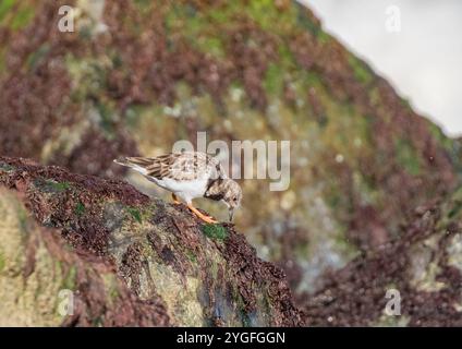 Un'agili Turnstone ( Arenaria interpreta) alla ricerca di insetti e crostacei sulle rocce ricoperte di alghe marine lungo la costa del Norfolk, Regno Unito. Foto Stock