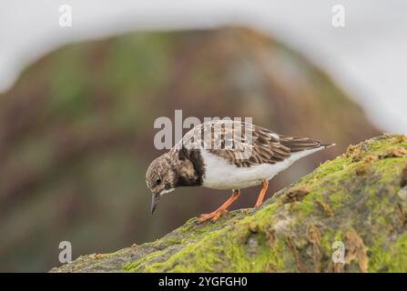 Un'agili Turnstone ( Arenaria interpreta) alla ricerca di insetti e crostacei sulle rocce ricoperte di alghe marine lungo la costa del Norfolk, Regno Unito. Foto Stock