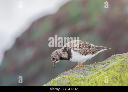 Un'agili Turnstone ( Arenaria interpreta) alla ricerca di insetti e crostacei sulle rocce ricoperte di alghe marine lungo la costa del Norfolk, Regno Unito. Foto Stock