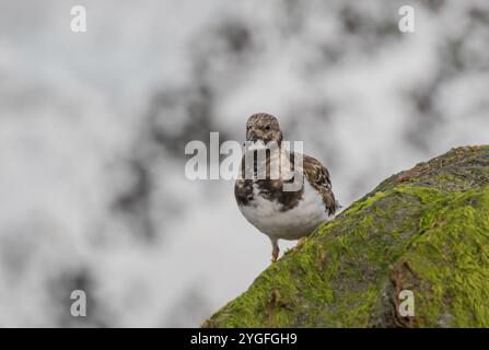 Un'agili Turnstone ( Arenaria interpreta) alla ricerca di insetti e crostacei sulle rocce ricoperte di alghe marine lungo la costa del Norfolk, Regno Unito. Foto Stock