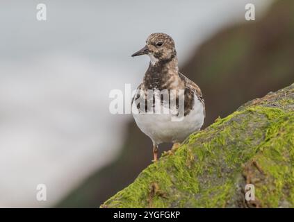 Un'agili Turnstone ( Arenaria interpreta) alla ricerca di insetti e crostacei sulle rocce ricoperte di alghe marine lungo la costa del Norfolk, Regno Unito. Foto Stock