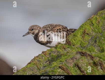 Un'agili Turnstone ( Arenaria interpreta) alla ricerca di insetti e crostacei sulle rocce ricoperte di alghe marine lungo la costa del Norfolk, Regno Unito. Foto Stock