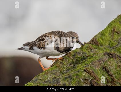 Un'agili Turnstone ( Arenaria interpreta) alla ricerca di insetti e crostacei sulle rocce ricoperte di alghe marine lungo la costa del Norfolk, Regno Unito. Foto Stock