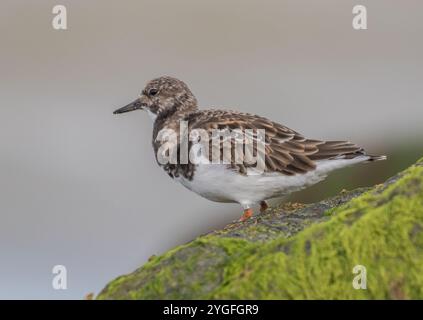 Un'agili Turnstone ( Arenaria interpreta) alla ricerca di insetti e crostacei sulle rocce ricoperte di alghe marine lungo la costa del Norfolk, Regno Unito. Foto Stock