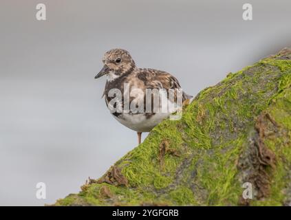 Un'agili Turnstone ( Arenaria interpreta) alla ricerca di insetti e crostacei sulle rocce ricoperte di alghe marine lungo la costa del Norfolk, Regno Unito. Foto Stock