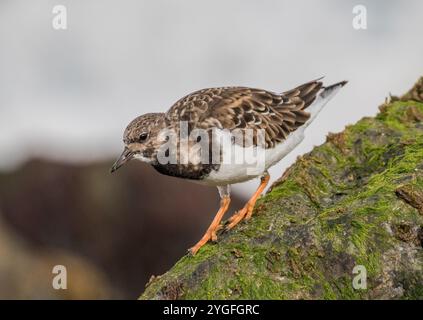 Un'agili Turnstone ( Arenaria interpreta) alla ricerca di insetti e crostacei sulle rocce ricoperte di alghe marine lungo la costa del Norfolk, Regno Unito. Foto Stock