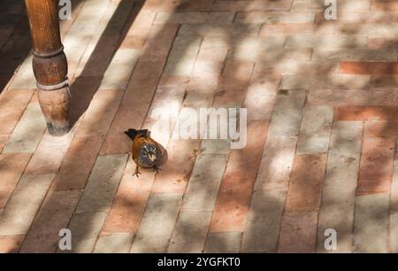 Primo piano di un piccolo uccello, Casa Bunting (Emberiza sahari) con cibo nel suo becco, mangiando su un tradizionale pavimento in pietra all'ombra e alla luce del sole Foto Stock