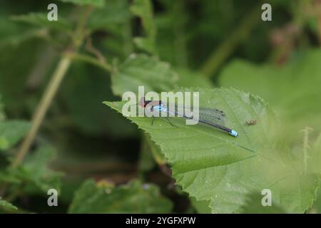 Damselfly dagli occhi rossi o Redeye maschio grande - Erythromma najas Foto Stock