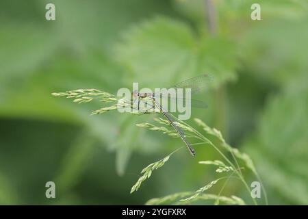 Damselfly dagli occhi rossi o femmina Redeye grande - Erythromma najas Foto Stock