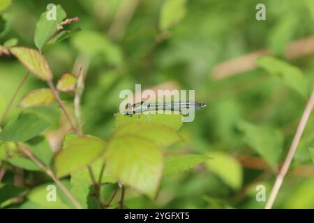 Damselfly dagli occhi rossi o femmina Redeye grande - Erythromma najas Foto Stock