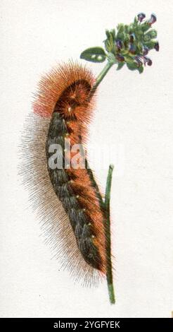 Tigre da giardino, caterpillar Arctia caja, (libro di zoologia, 1922), Brauner Bär, Raupe Foto Stock