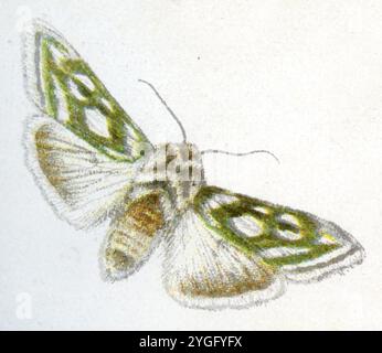 Lo squalo spangled d'argento verde Cucullia argentea, (, ), Silbermönch Foto Stock