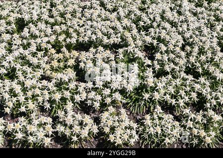 Primo piano di un alveo di piante di stella alpina (Leontopodium nivale alpinum) in fiore, Courmayeur (Aosta), Valle d'Aosta, Italia Foto Stock