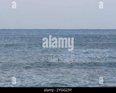 Stormo di oystercatcher in volo sul mare Atlantico. Costa settentrionale del portogallo. Foto Stock