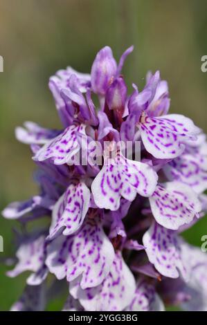 Heath Spotted Orchid 'Dactylorhiza maculata' da maggio a luglio, primo piano; brughiera umida sulla penisola di Lizard in Cornovaglia. Inghilterra. REGNO UNITO Foto Stock