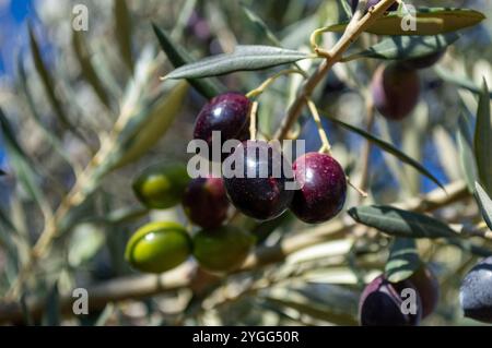 Olive Picual fonte di olio extra vergine d'oliva che matura nell'olivo. Foto Stock