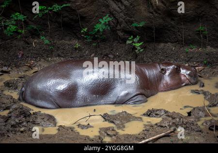 Thailandia. 6 novembre 2024. Un ippopotamo pigmeo riposa in una piscina di fango nell'area espositiva degli animali della Jaguar Trail zone al safari notturno di Chiang mai. Il safari notturno di Chiang mai è il primo safari notturno in Thailandia, situato a Chiang mai. Offre ai visitatori la possibilità di osservare gli animali durante il giorno e la notte. Gli ospiti possono camminare o prendere un tram per vedere vari animali in diverse zone, come la zona tigre, la zona jaguar e la zona faunistica indigena, oltre a interessanti attività e spettacoli per i visitatori di tutte le età. (Immagine di credito: © Pongmanat Tasiri/SOPA Images via ZUMA Press Wire) EDI Foto Stock