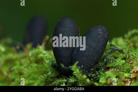 Stroma di Dead Mans Fingers funghi, Xylaria polymorpha, Growing on A Moss Covered Log, New Forest UK Foto Stock