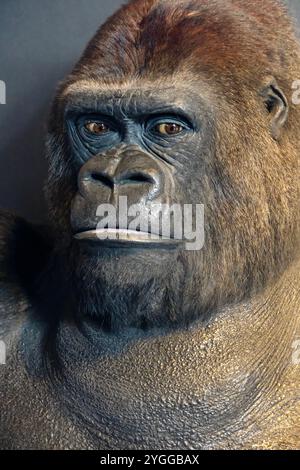 Guy the Goriila, una famosa attrazione a lungo termine allo Zoo di Londra, ripiena e in mostra al Museo di storia naturale di Londra. Foto Stock