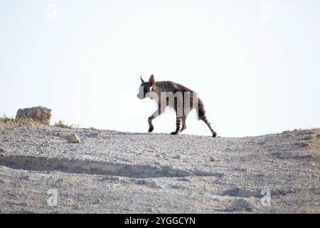 Brown Hyena, Kgalagadi Transborder Park, Sudafrica Foto Stock