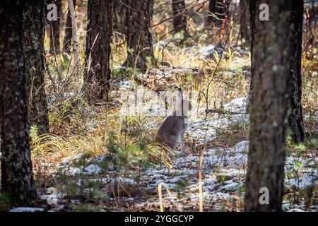 Coniglio di coda di cotone orientale in piedi nella neve in una foresta invernale. Foto di alta qualità Foto Stock