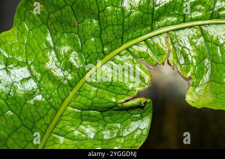 Felce epifitica originaria delle foreste pluviali tropicali dell'Australia, le foglie allungate della felce di coccodrillo hanno una caratteristica consistenza simile a quella di un rettile Foto Stock