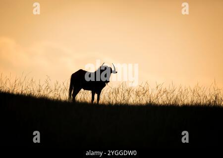 Black Wildebeest, Golden Gate National Park, Sudafrica Foto Stock