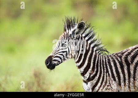 Zebra baby, Isimangaliso Wetland Park, Sudafrica Foto Stock