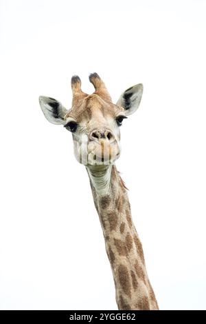 Giraffe Portrait, Itala Game Reserve, Sudafrica Foto Stock